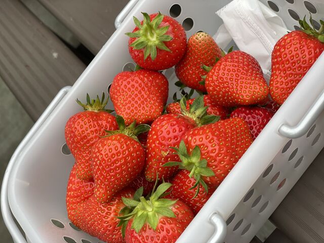 �i��͍g�ق��؂Ƃ�������2��ނł����B_�c���ό��_��