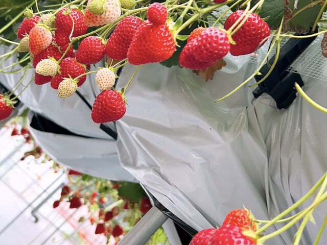 ��R�̂������I��Ȃ�ɁI_�^�i�X�g�x�[�X