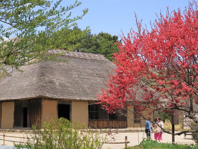 ���y���_���c�Ђ����C�l����