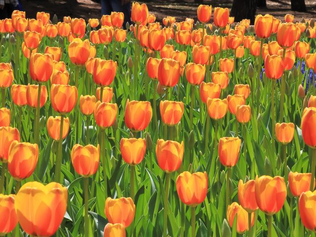�N�₩�ȃ`���E���b�v_���c�Ђ����C�l����
