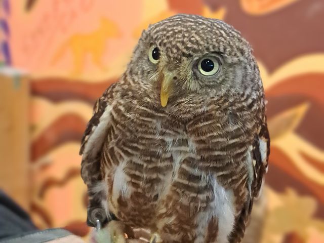 ႭĂ킢I_ANAtHXg@-̐X-