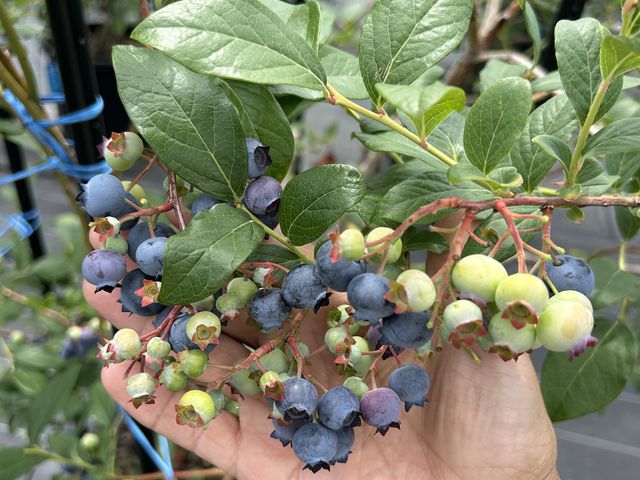 ���������u���[�x���[_AWA Blueberry�t�@�[��