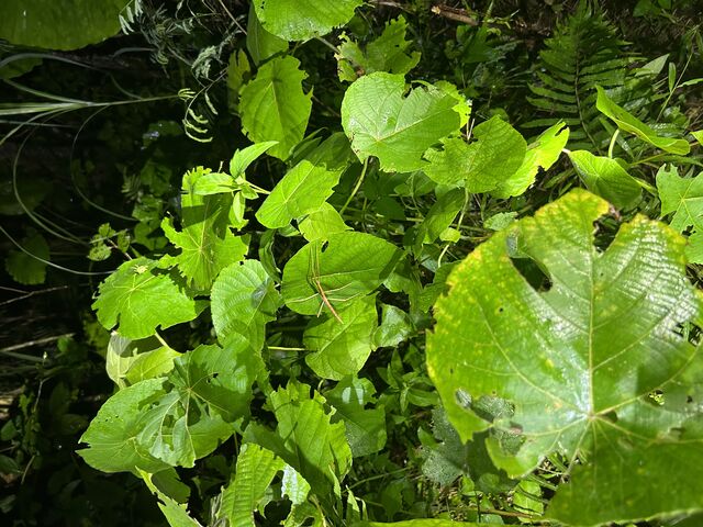 �i�i�t�V_�l�C�`���[�c�A�[ ��܂܁[��Ί_��