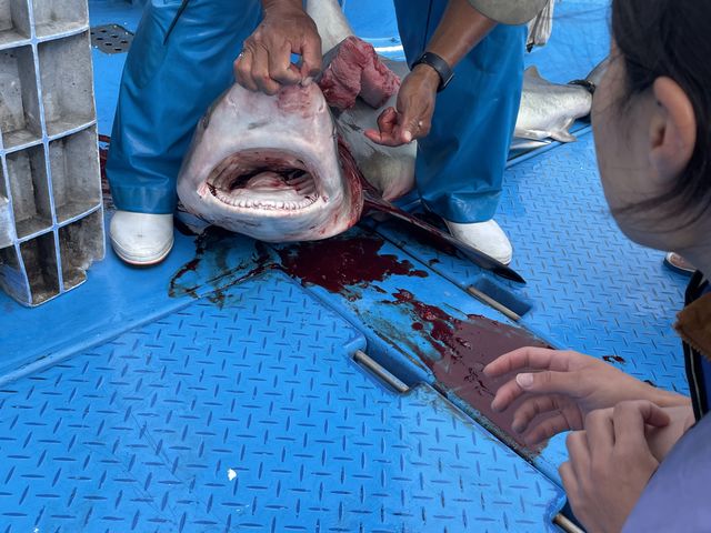 T̎玟ւƐς悤ɂȂĂ̂ȂĂ܂_ǒJƋg