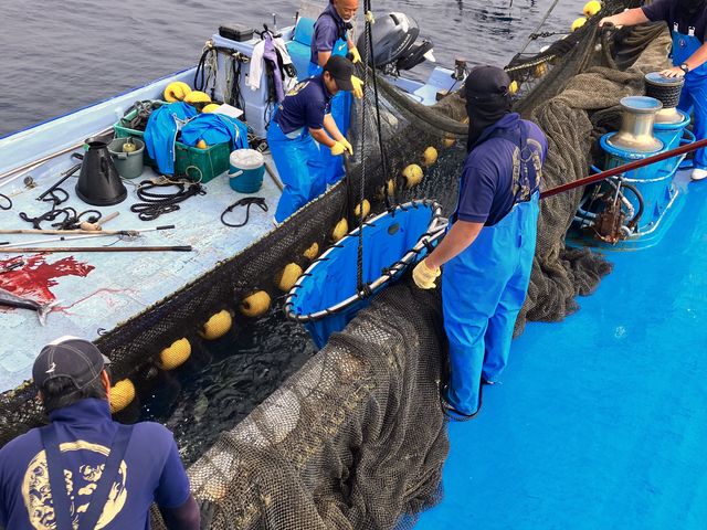 傫ȋDƏ{[gŖԂAgċW߂Ă_ǒJƋg