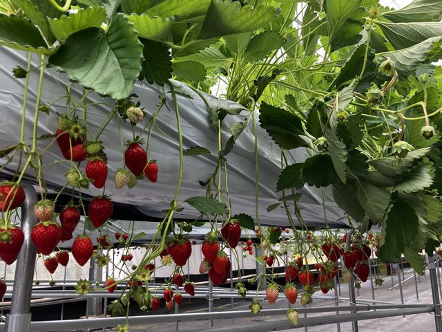 �ǂ��H�ׂĂ����n�ł���_�c���ό��_��