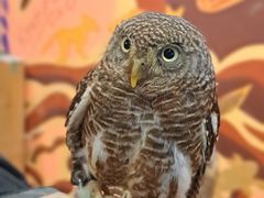 Ђ낳̃ANAtHXg@-̐X-ւ̓eʐ^1