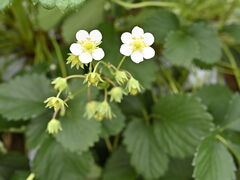 joumonfarmi傤ӂ[ށjւ̓eʐ^2