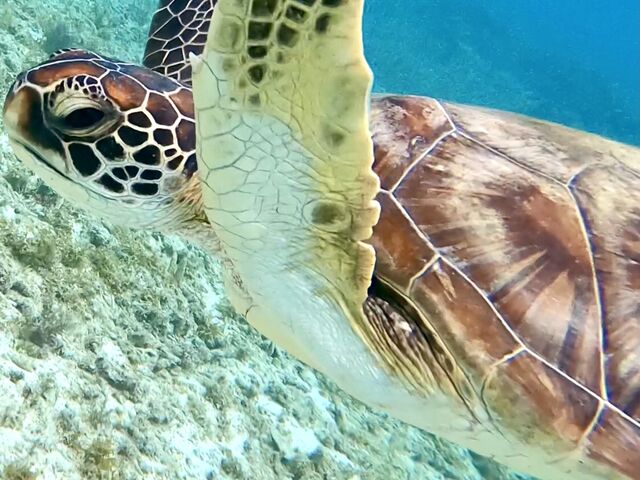 �C�K������_�����l�C�`���[�K�C�h�E�V���m�[�P�����O�E�J�k�[�E�i�C�g�c�A�[