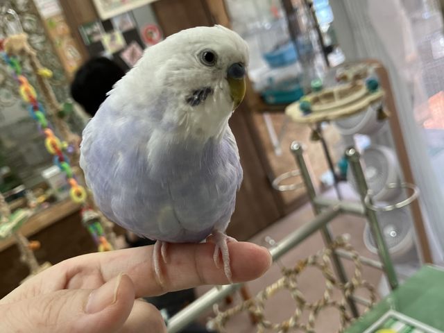 YȐF̃CbNZLZCCR_Xm{ Ђ