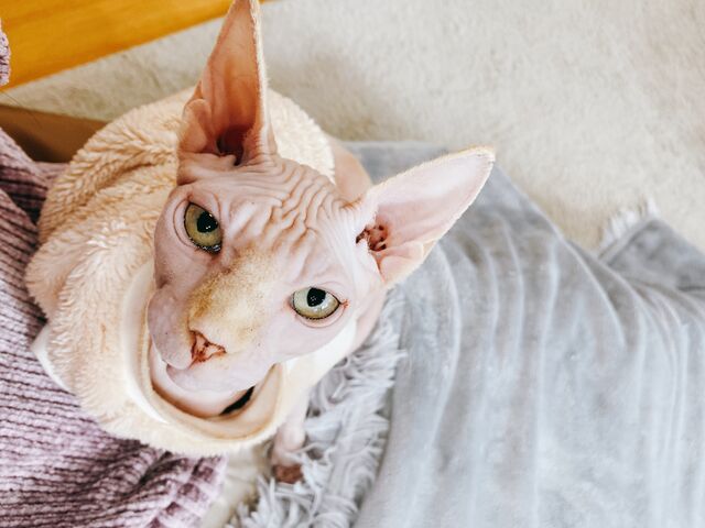 �l���������Ă��킢���L����񂪂����ς����܂��I_�L�J�t�F�@�g�t