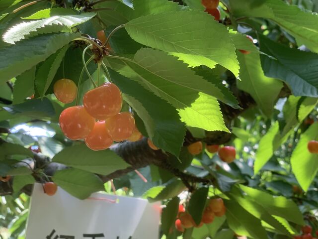 ؂ɂƕi킪Ă邩킩₷_ό_