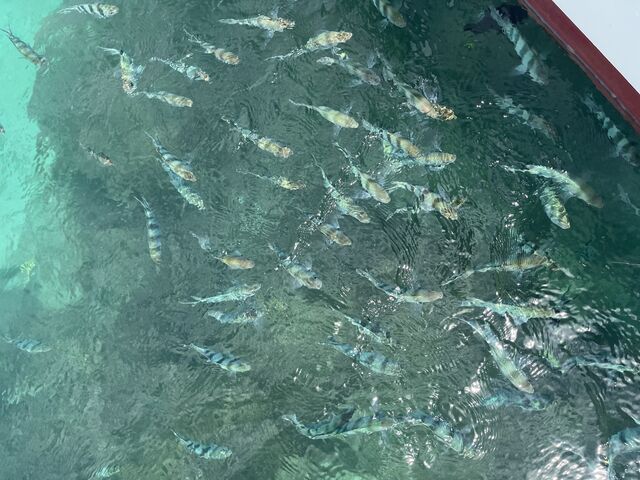 ��������̋����W�܂��Ă��܂���_�w�q���̗V�я�x �}�����V���b�v��