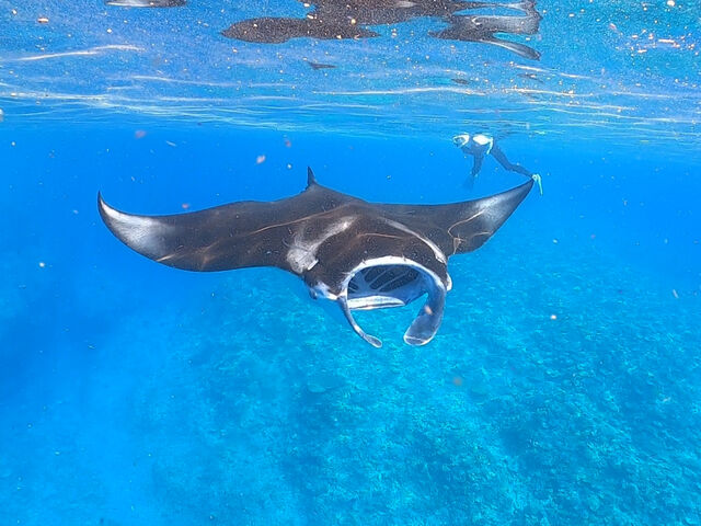 �O��̃}���^�ɋ���_Lagoon315