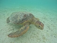 ͂炳OCEAN LIFEւ̓eʐ^1