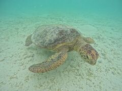 ͂炳̃I[X[Vm[P{Óւ̓eʐ^1