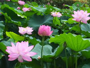 jR񂳂̏c隬̃nX̓eʐ^2