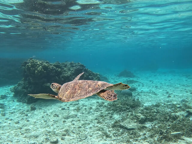 2�_�C�u�ڂŃJ���ɑ������܂����I_�{�Ó��_�C�r���OYOSHI(������[)