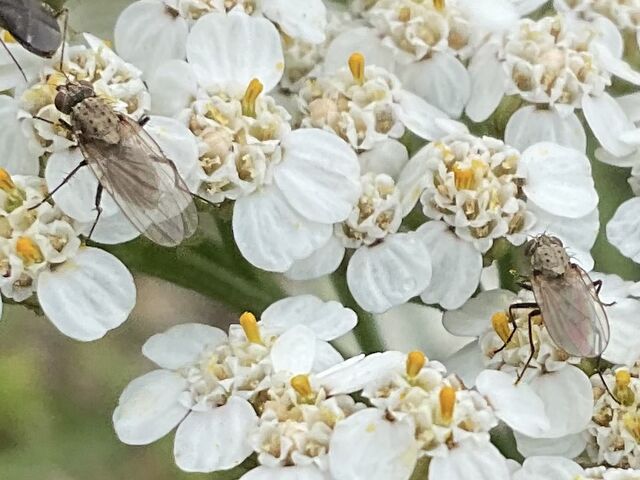 �R�A�W�T�C�ƖI_������@�Õ�