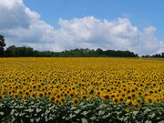 yosshy̓̉w Tt[k̓eʐ^6