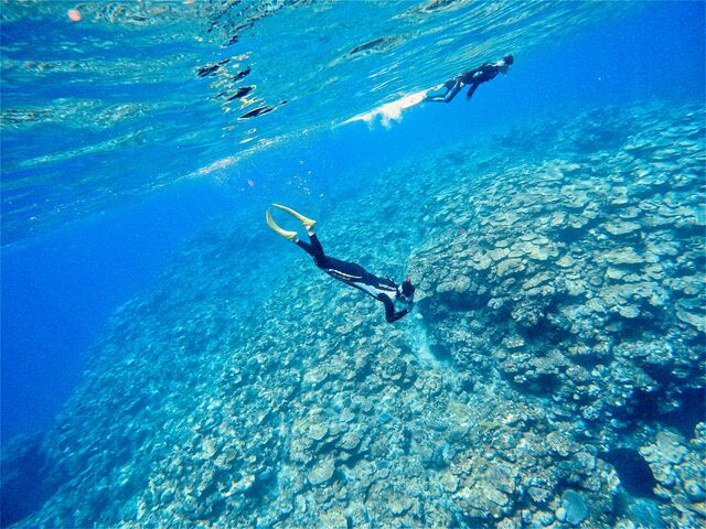 �������ɋ�킵�����Q�̓����x�����\���܂����B_�p���_�C�X��y��