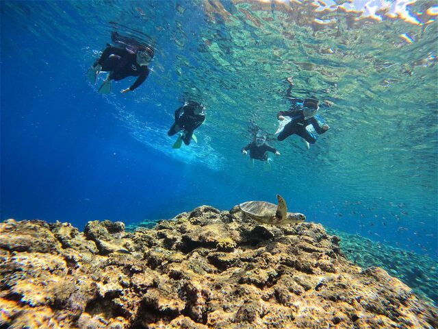 ���΂炭�V��ł��ꂽ���T�B_�p���_�C�X��y��