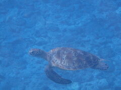 Ȃ̌cǊ(P})C攼cA[X@OPGւ̓eʐ^1