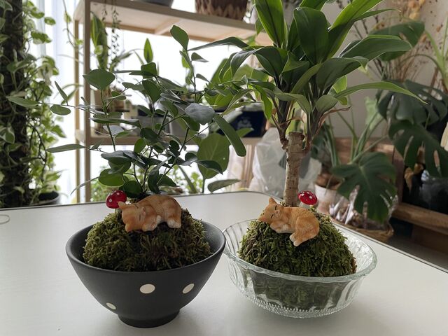 ��������_������