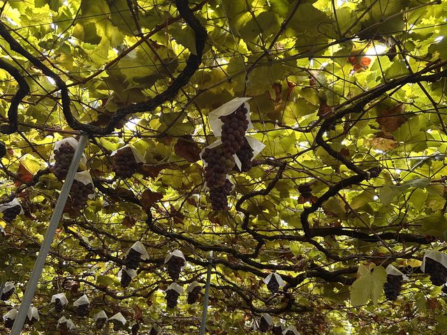 ���傤�Ǔ��A�ŐS�n�悢�����ӂ��߂����₷�������ł��B_����(���@)�_��(�����s�ό��Ԃǂ��Z���^�[�������x��)