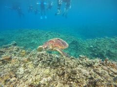 J̐Ί_ ADVENTURE PiPiւ̓eʐ^1