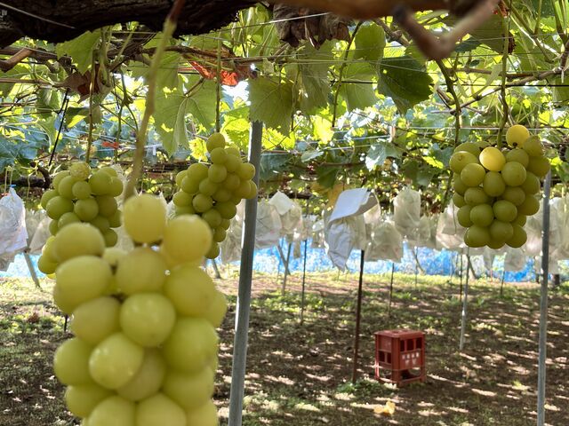 nӔ_ŃVC}XJbgHו_gx`CX