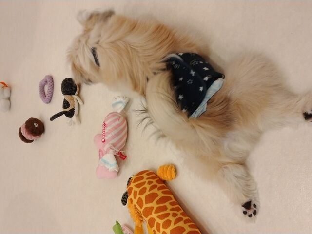 ӂ͗VŃ|[YcuteIII_JtF炢