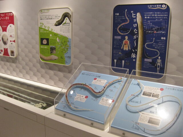 �V���w�r�̍��i�W��_�⍑�V���w�r�̊�