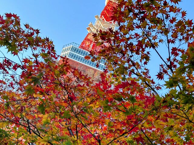 ���݂��Ɠ����^���[_�Ō������݂��J