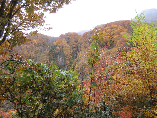 ������񂳂�̔���̓��e�ʐ^4