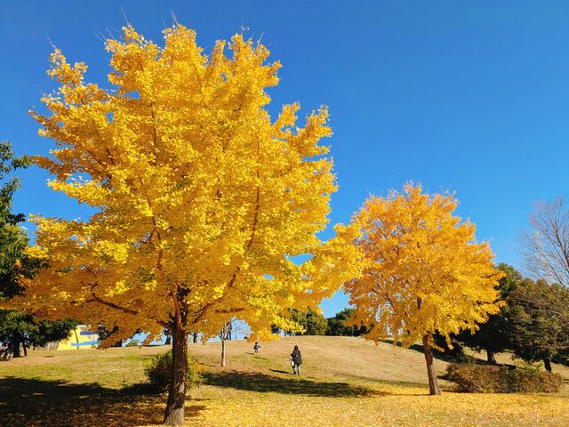 ������̍g�t�X�|�b�g�B�ɐl�����̃C�`���E(���)_�ɐl����