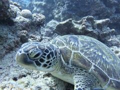 Ί_}T[rX߂̉Ԃ̎ʐ^1