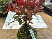 _XeB̃t[Vbv@ԍH[̓eʐ^1