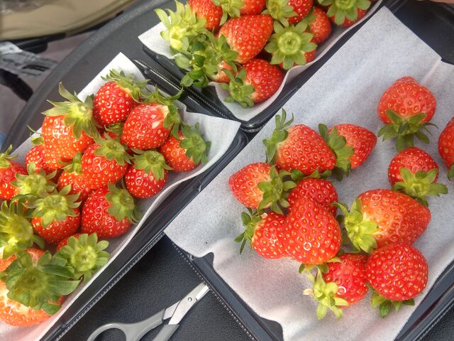 �������񂨎����A�肵�܂���_�A�X�g���x���[