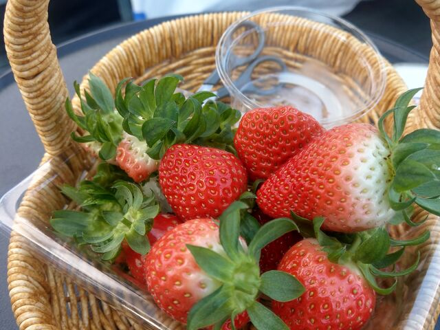 ������^^_�A�X�g���x���[