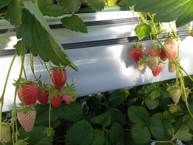 �Â������ł��I_�T�j�[����t�@�[��