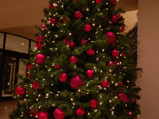 �ƂĂ�������������f�G�ȃN���X�}�X�c���[�ł���_�z�e���I�[�N�������x�C