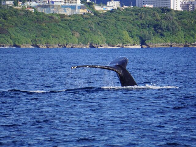 �U�g�E�N�W��_TRY ANGLE