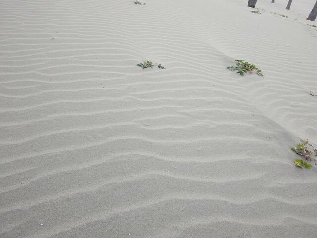 �T���T���̔������ɕ��䂪�B_��̉Y�C������