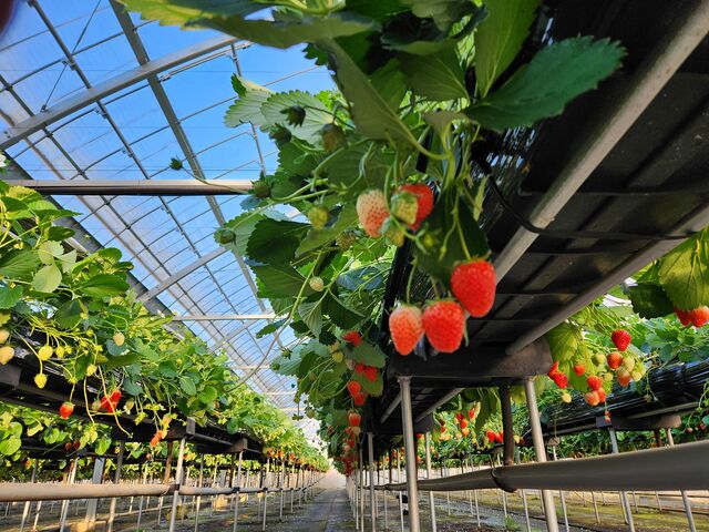 �l���͑������ԑтł������A�n�E�X�����L���̂ŁA
�y����ŃC�`�S���o���܂����B_ICHIGOHOUSE HITACHINAKA