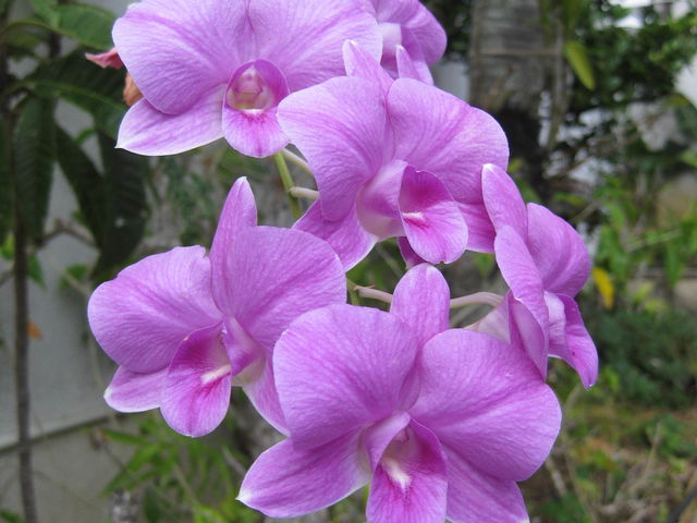 �f�p�[�g����̃K�[�f���@�썑�̔������Ԃ��炢�Ă��܂���_�p���b�g������