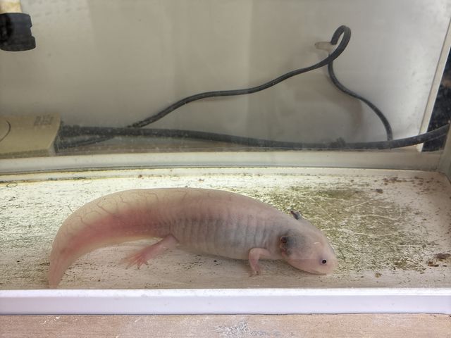 �E�[�p�[���[�p�[���������ł�_���|���� �܂��H�[