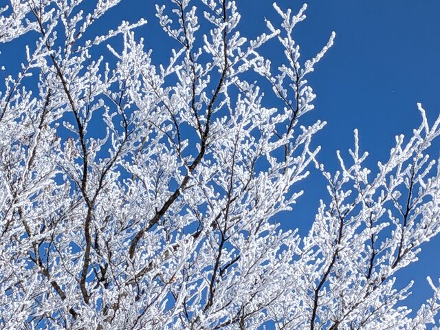 �����R�̋�̃u���[�Ɩ��X�̃R���{_�G�o�[�O���[��