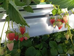 �T�j�[����t�@�[���̎ʐ^1