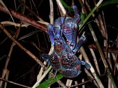 �{�Ó��}�����V���b�vSmiley�̎ʐ^1